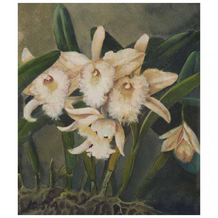 Orchids