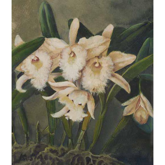 Orchids